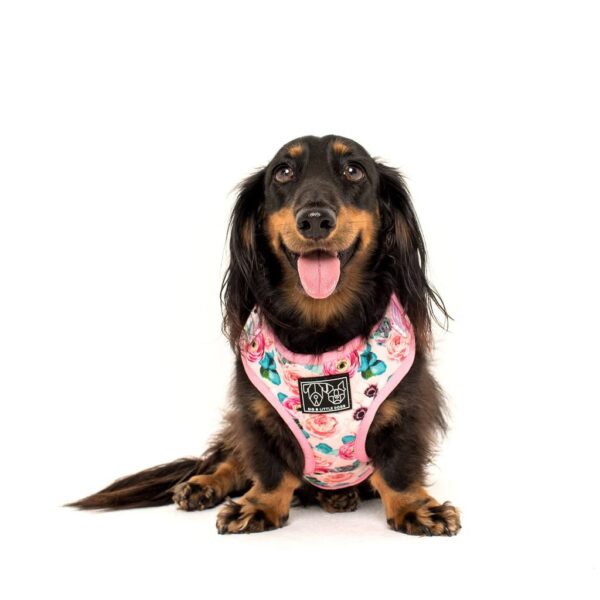 Dachshund wearing a Big & Little Dogs 'I'm a Succa for You' Succulent and Floral Print Adjustable Dog Harness