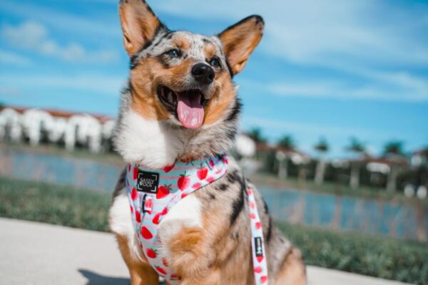 Sassy Woof 'I Woof You Berry Much' Strawberry Print Adjustable Dog Harness