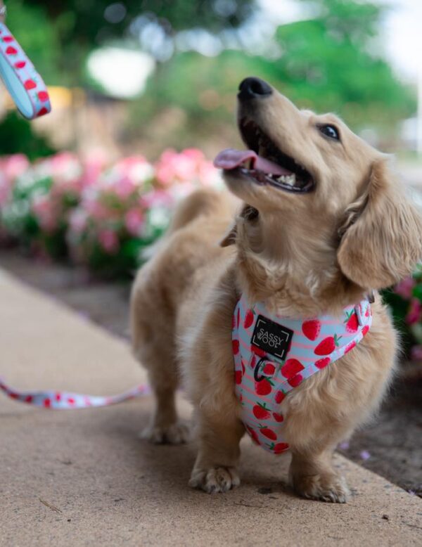 Sassy Woof 'I Woof You Berry Much' Strawberry Print Adjustable Dog Harness