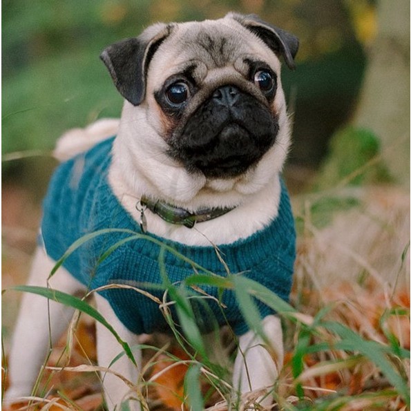 sotnos dog jumper