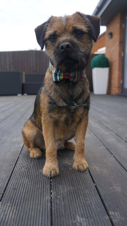 Teddy the Border Terrier modelling his Arton & Co Deckchair Stripe Dog Collar and Bow Tie