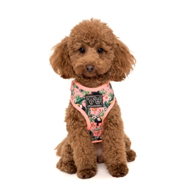 Cute dog wearing a Big & Little Dogs 'Troppo Toucan' tropical floral toucan print adjustable pink dog harness