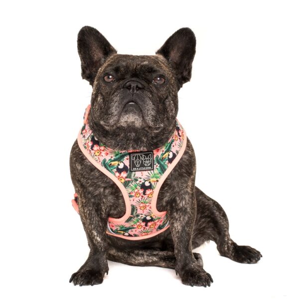 Frenchie wearing a Big & Little Dogs 'Troppo Toucan' tropical floral toucan print adjustable pink dog harness