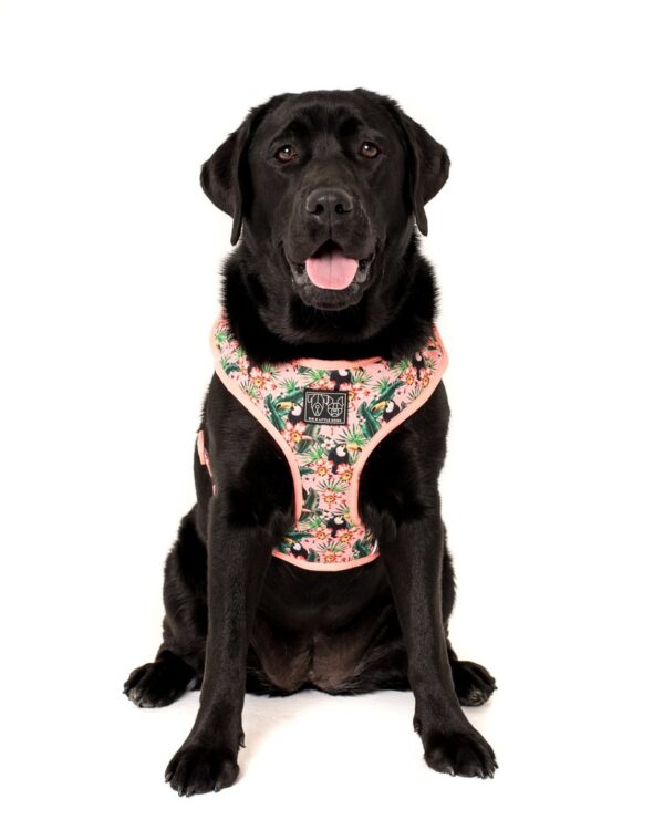 Labrador wearing a Big & Little Dogs 'Troppo Toucan' tropical floral toucan print adjustable pink dog harness