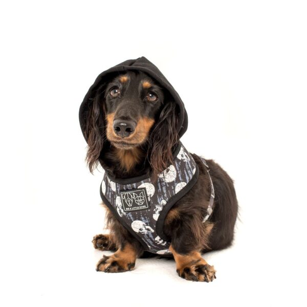 Dachshund wearing a Big & Little Dogs 'Trouble Maker' Black Skull Print Hoody Dog Harness
