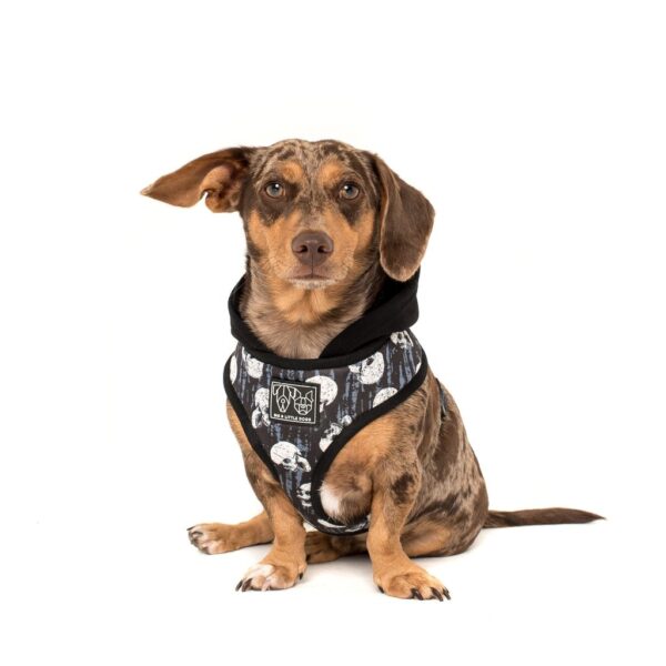 Dachshund wearing a Big & Little Dogs 'Trouble Maker' Black Skull Print Hoody Dog Harness