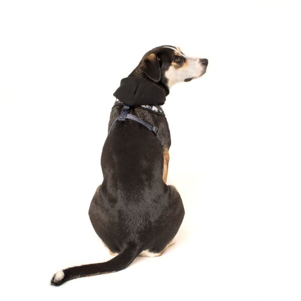Big & Little Dogs 'Trouble Maker' Black Skull Print Hoody Dog Harness