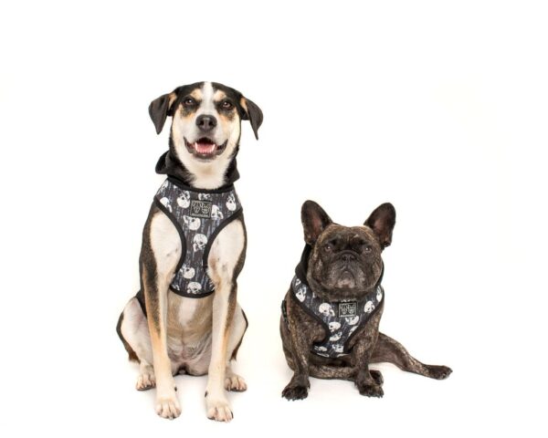 Dogs wearing a Big & Little Dogs 'Trouble Maker' Black Skull Print Hoody Dog Harness