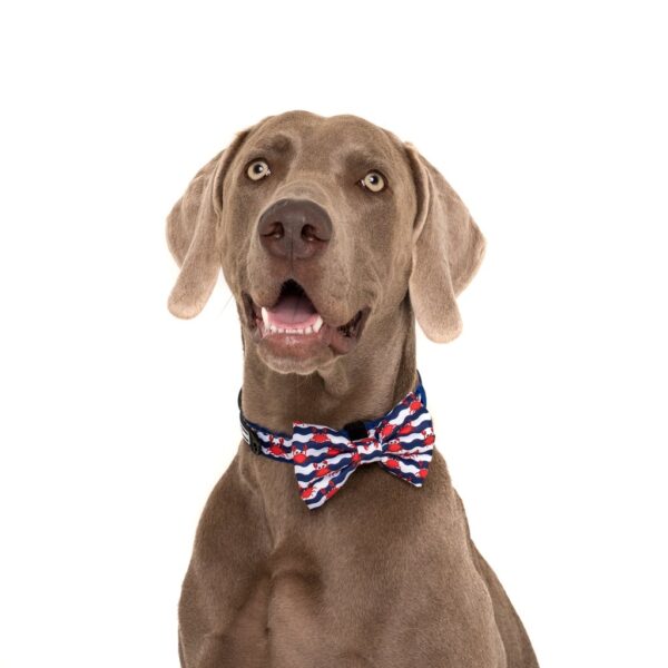 Big dog wearing a Big & Little Dogs 'Under The Sea' crab print blue Dog Collar and Detachable Bow Tie