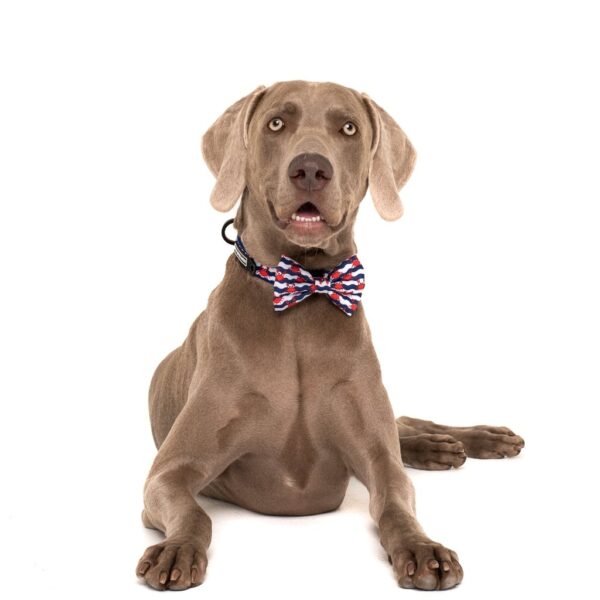 Big dog wearing a Big & Little Dogs 'Under The Sea' crab print blue Dog Collar and Detachable Bow Tie