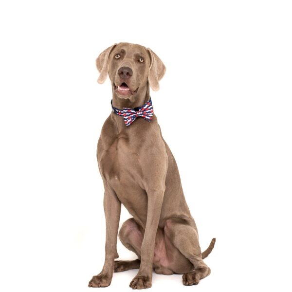 Big dog wearing a Big & Little Dogs 'Under The Sea' crab print blue Dog Collar and Detachable Bow Tie