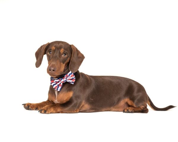 Dachshund wearing a Big & Little Dogs 'Under The Sea' crab print blue Dog Collar and Detachable Bow Tie
