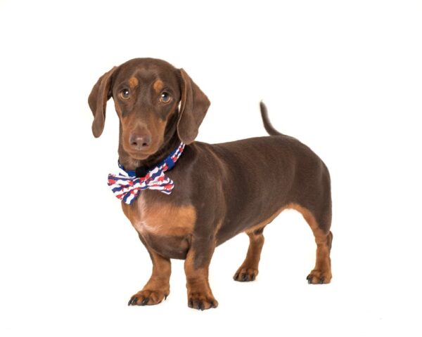 Dachshund wearing a Big & Little Dogs 'Under The Sea' crab print blue Dog Collar and Detachable Bow Tie