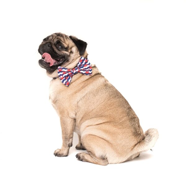 Pug wearing a Big & Little Dogs 'Under The Sea' crab print blue Dog Collar and Detachable Bow Tie