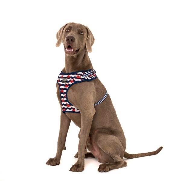 Big dog wearing a Big & Little Dogs 'Under The Sea' crab print adjustable blue dog harness