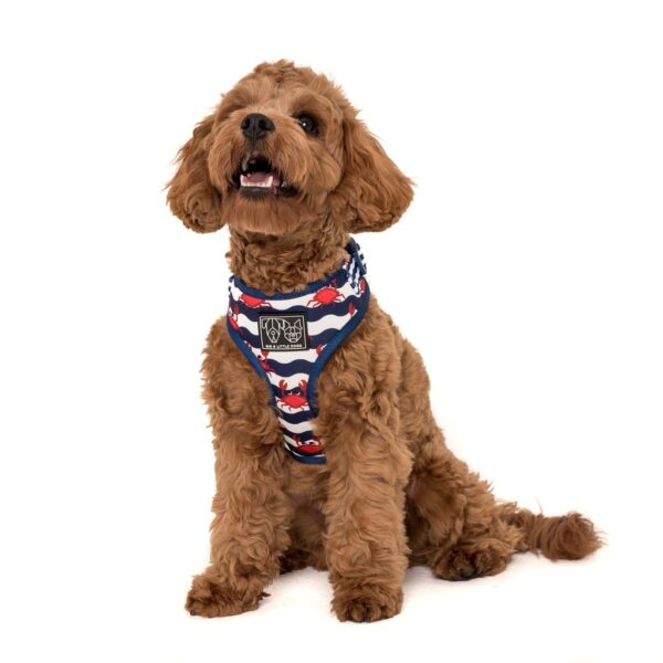 Cute dog wearing a Big & Little Dogs 'Under The Sea' crab print adjustable blue dog harness