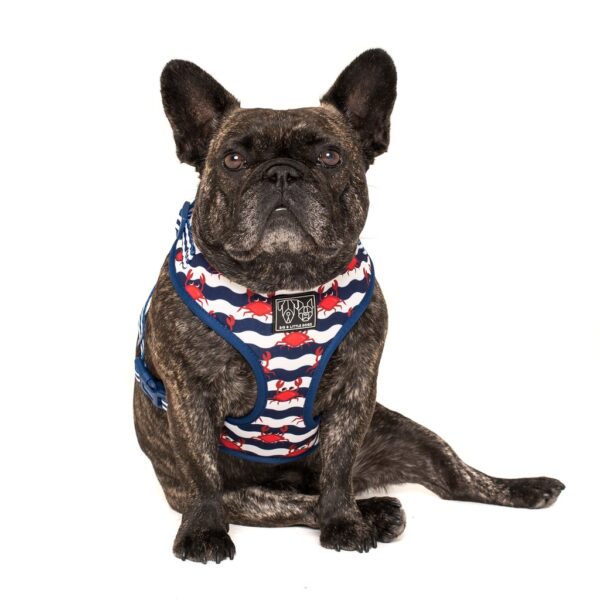 Frenchie wearing a Big & Little Dogs 'Under The Sea' crab print adjustable blue dog harness