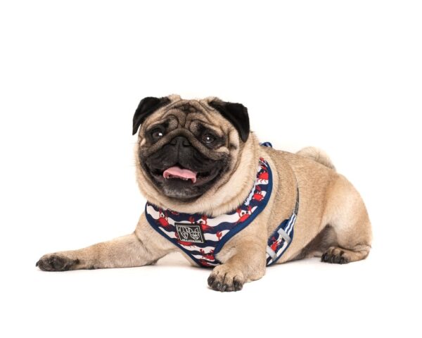 Pug wearing a Big & Little Dogs 'Under The Sea' crab print adjustable blue dog harness