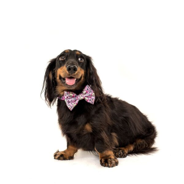 Big & Little Dogs 'One of a Kind' Unicorn and Rainbow Print Dog Collar and Detachable Bow Tie