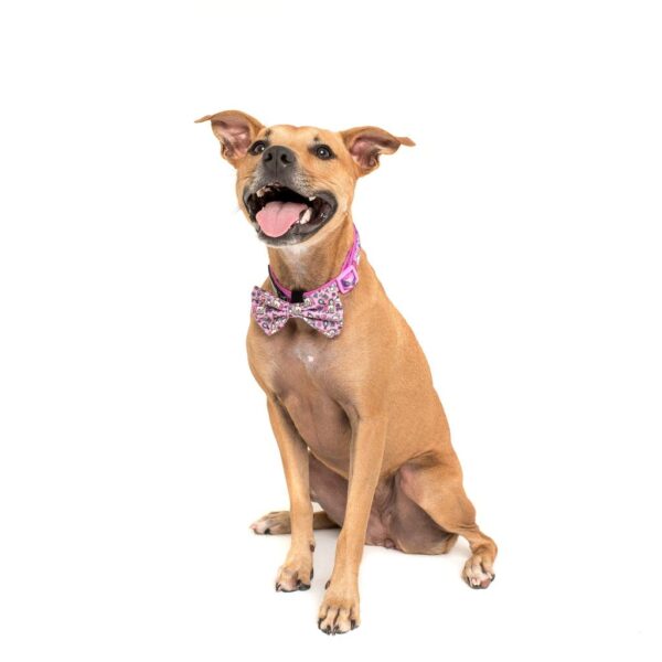 Big & Little Dogs 'One of a Kind' Unicorn and Rainbow Print Dog Collar and Detachable Bow Tie