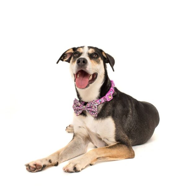 Big & Little Dogs 'One of a Kind' Unicorn and Rainbow Print Dog Collar and Detachable Bow Tie