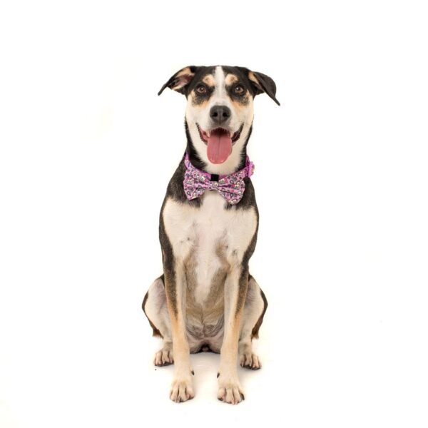 Big & Little Dogs 'One of a Kind' Unicorn and Rainbow Print Dog Collar and Detachable Bow Tie