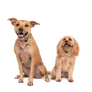 Cute dogs wearing a Big & Little Dogs 'You Are My Sunshine' sunflower print pink dog collar and detachable bow tie