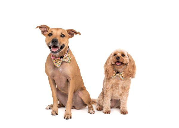 Cute dogs wearing a Big & Little Dogs 'You Are My Sunshine' sunflower print pink dog collar and detachable bow tie