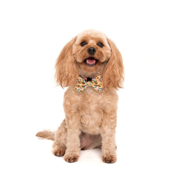 Cute dog wearing a Big & Little Dogs 'You Are My Sunshine' sunflower print pink dog collar and detachable bow tie