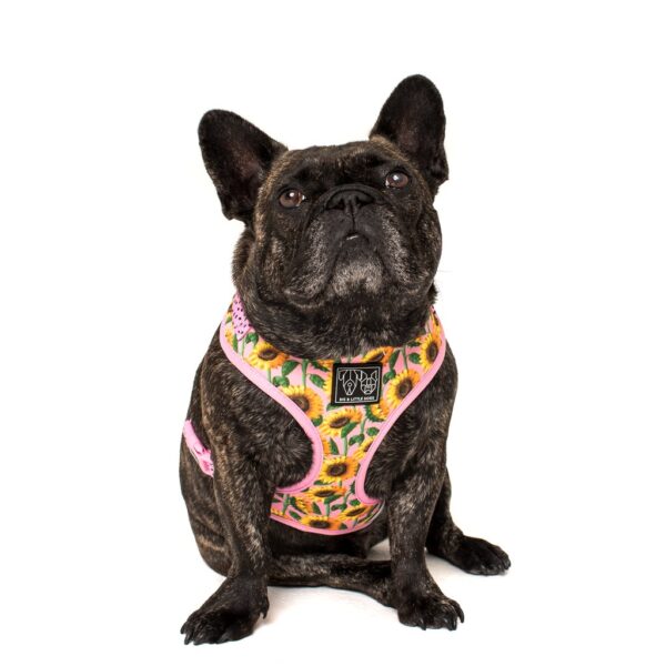 Frenchie wearing a Big & Little Dogs 'You Are My Sunshine' sunflower print adjustable pink dog harness