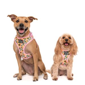 Cute dogs wearing a Big & Little Dogs 'You Are My Sunshine' sunflower print adjustable pink dog harness