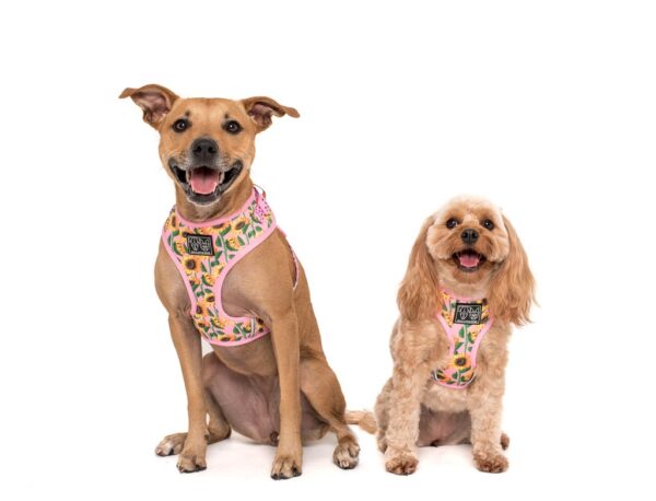 Cute dogs wearing a Big & Little Dogs 'You Are My Sunshine' sunflower print adjustable pink dog harness