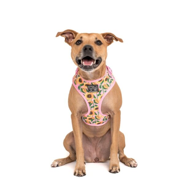Staffy dog wearing a Big & Little Dogs 'You Are My Sunshine' sunflower print adjustable pink dog harness