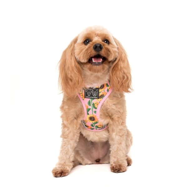 Cute dog wearing a Big & Little Dogs 'You Are My Sunshine' sunflower print adjustable pink dog harness