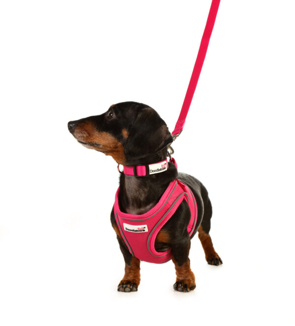 Doodlebone Bright Pink Snappy Dog Harness at The Lancashire Dog Company
