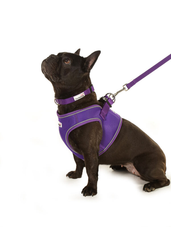 Doodlebone Purple Snappy Dog Harness at The Lancashire Dog Company