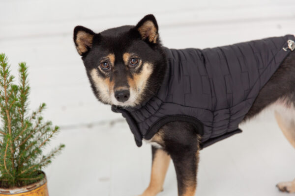 GF PET Reversible Elasto-Fit Chalet Black Dog Jacket