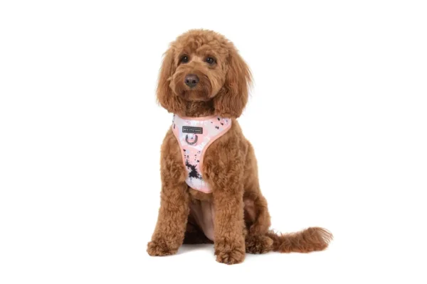 Big & Little Dogs Peach Splatter Terrazzo Adjustable Dog Harness