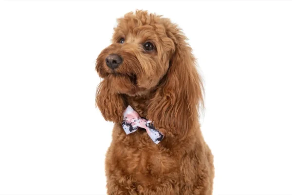 Big & Little Dogs Peach Splatter Terrazzo Dog Collar and Detachable Bow Tie