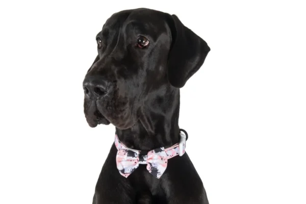 Big & Little Dogs Peach Splatter Terrazzo Dog Collar and Detachable Bow Tie