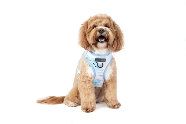 Big & Little Dogs Blue Splatter Terrazzo Adjustable Dog Harness