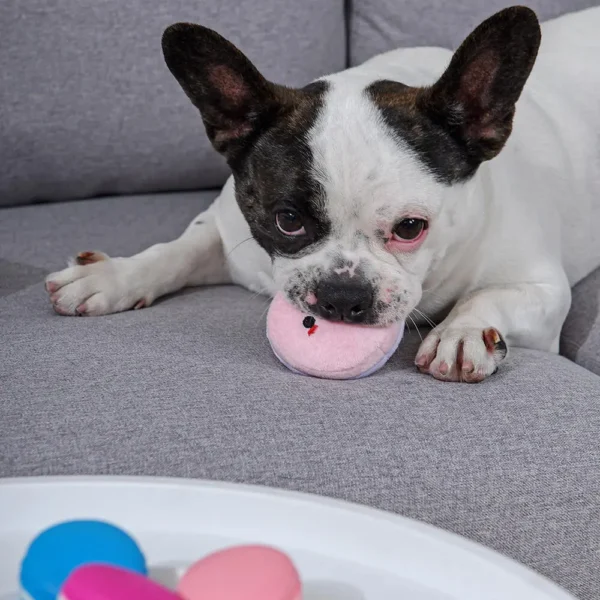 HugSmart Macarons Hide & Seek Interactive Dog Toy