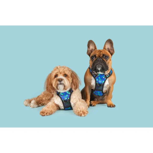 Big & Little Dogs Rawr All-Rounder Dog Harness