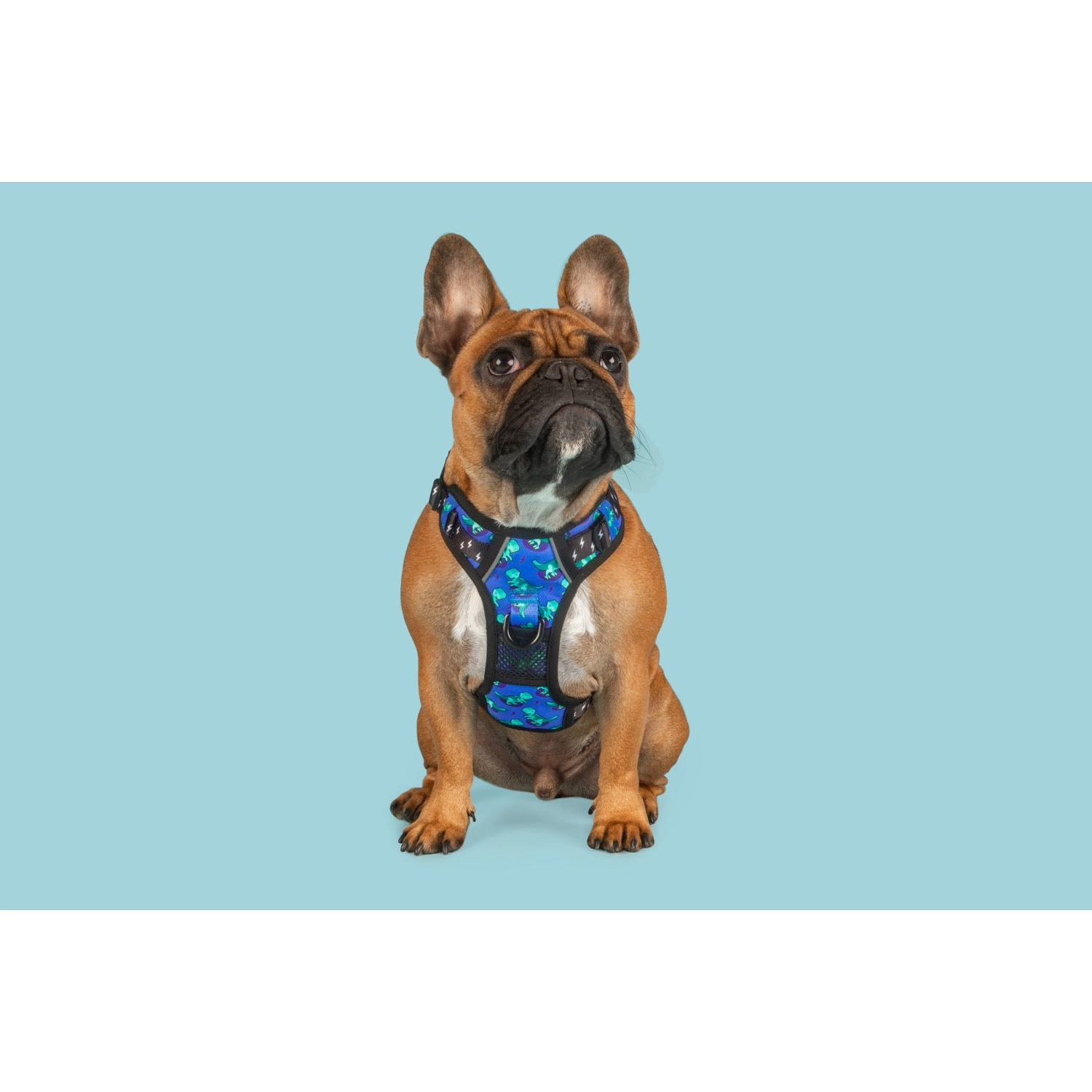 Big Little Dogs Rawr All Rounder Dog Harness