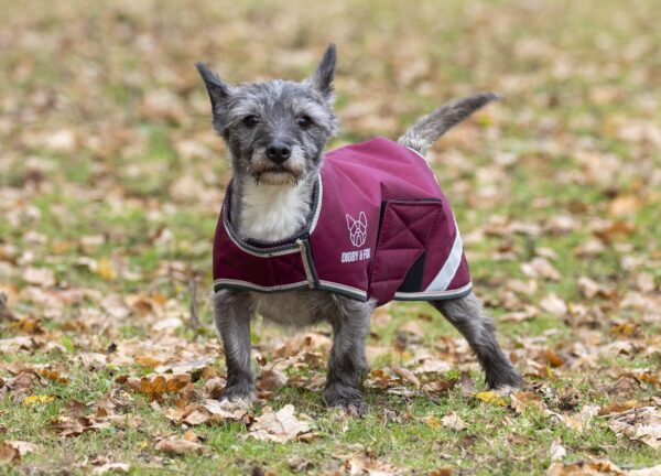 Burgundy Digby & Fox Waterproof Dog Coat