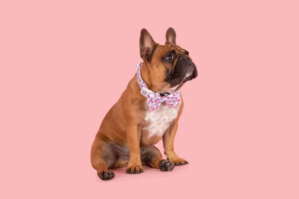 Big & Little Dogs Be Mine Valentines Print Adjustable Dog Collar