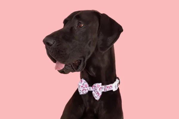 Big & Little Dogs Be Mine Valentines Print Adjustable Dog Collar