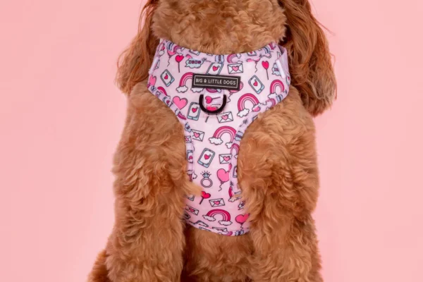 Big & Little Dogs ‘Be Mine’ Valentine's Adjustable Dog Harness