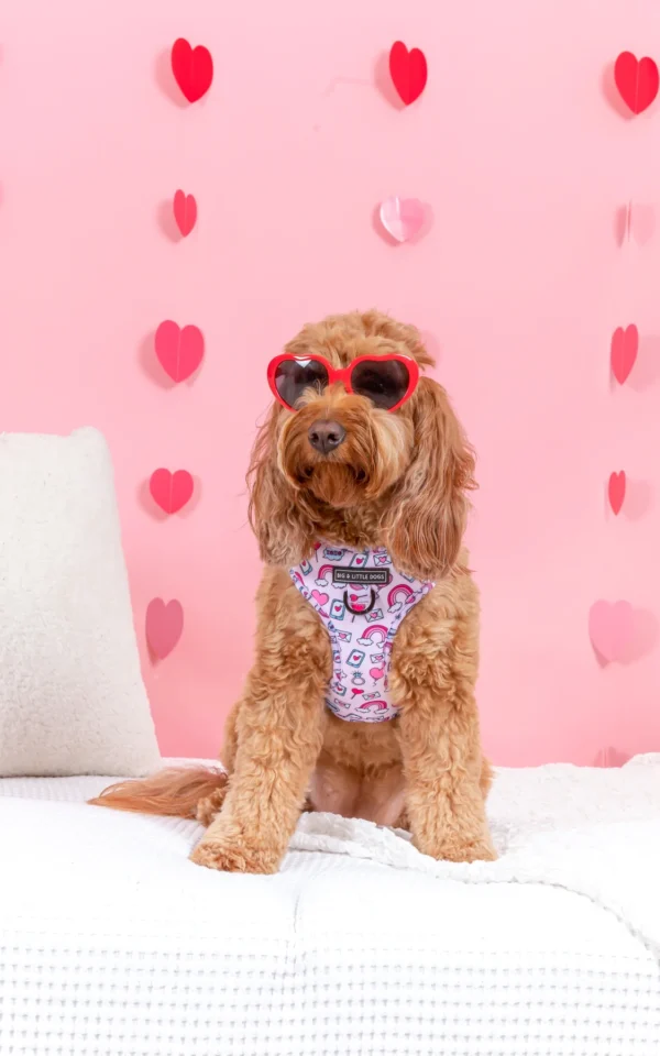 Big & Little Dogs ‘Be Mine’ Valentine's Adjustable Dog Harness