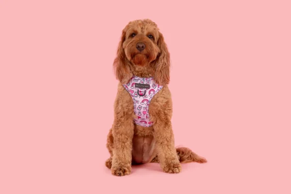 Big & Little Dogs ‘Be Mine’ Valentine's Adjustable Dog Harness